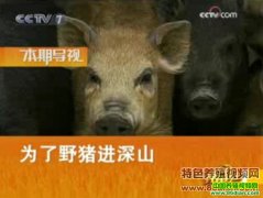 Ϊ��Ұ������ɽ