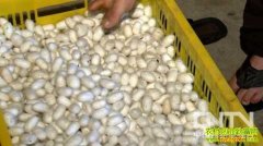 用嘴写字用脚干活的致富能人(20121127)