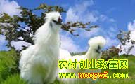 �ڼ�����Ʒ���ƽ�(��6��)