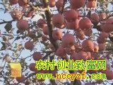 �Ϲ����ĵڶ���(20121219)