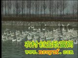 ֲֳ׼-ֳ