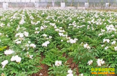 ��ֲ��Ŀ������ĵ������������50��