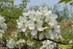 [�����е�]�ӱ���Ұ���滨�ؿ�ũ������·