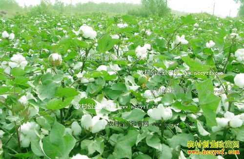 2016年棉花价格行情:河北邯郸新棉价格期待值较高