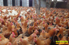 2017年4月1日最新肉鸡、817毛鸡、淘汰鸡价格行情