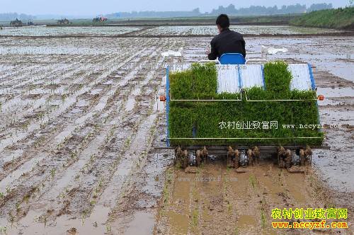 2017年湖南省重点扶持哪些农村致富项目-水稻机插秧