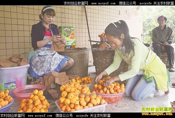 增产不增愁 四川泸州天仙枇杷朋友圈里卖得火