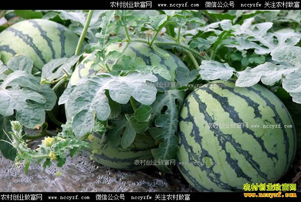 供应少需求旺 西瓜价格走势偏强