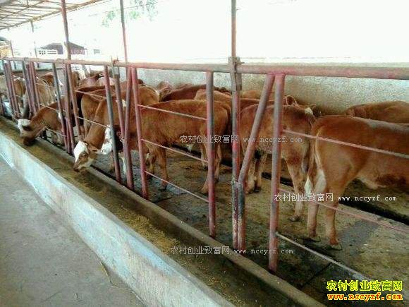 ��ţ����δ���������ţ�ࣿ