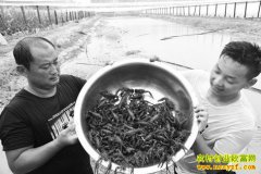 山东阳谷县17岁小伙杨广义回乡创业养殖小龙虾效益高