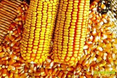 2022年7月11日全国玉米价格涨跌表